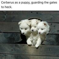 cerberus puppy // 1046x1038 // 108KB